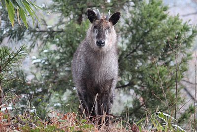 ニホンカモシカ