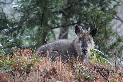 ニホンカモシカの反芻 クリックすると開始