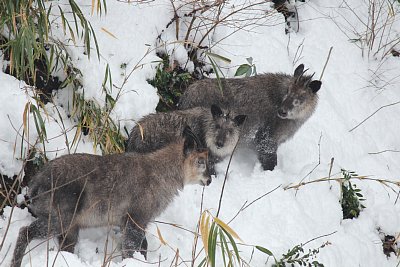 ニホンカモシカの親子3頭が登場しました