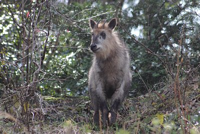 ニホンカモシカ