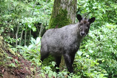 こちらをじっと見つめています