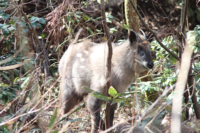 角から見ると、かなりのベテランのようです