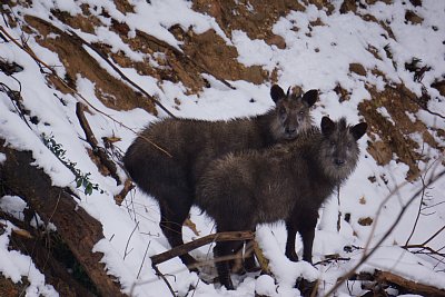 この2頭は似ているのでやはり親子かな