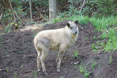 子どものニホンカモシカを発見しました