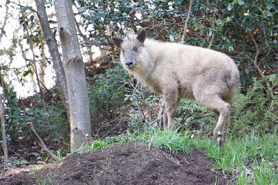 急斜面を駆け上がりました