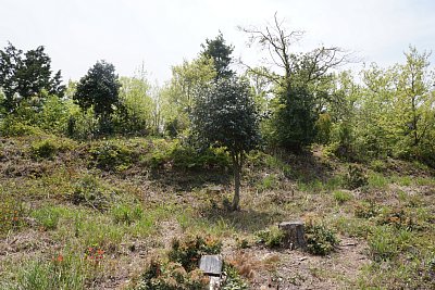 馬屋曲輪は土塁に囲まれています