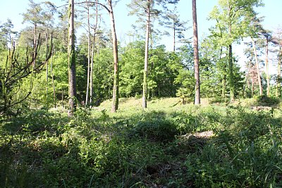 西三の丸はかなり広い郭です