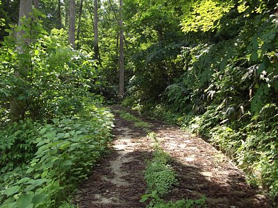 このあたりは道が舗装されています
