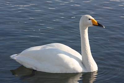 �n�N�`���E