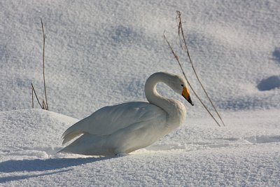 山田川 ハクチョウ飛来地にてオオハクチョウ