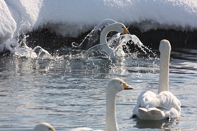 水上に飛び降りました