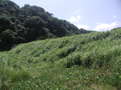 �����������̂�����