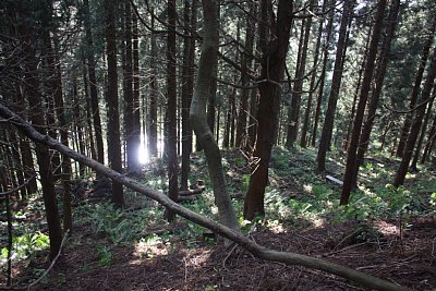 主郭の西側の腰曲輪