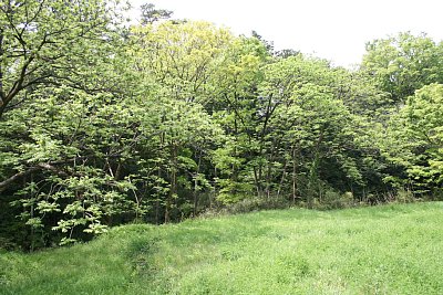 空堀のある北側から本曲輪を見る