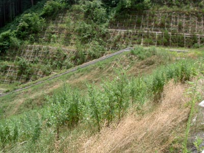 左岸から堤体下流側を見る