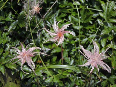 チングルマの実