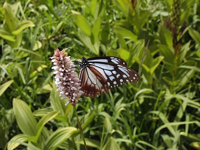 アサギマダラチョウとイブキトラノオ