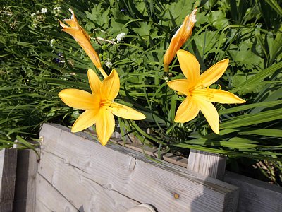 ニッコウキスゲ