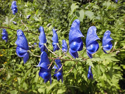 栂池自然園 ヤチトリカブト