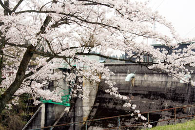 ���̒��̘a�c��_��