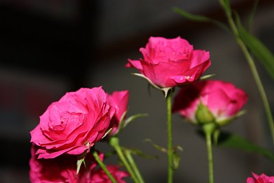 �o���@�}�N���B�e�i�P�j