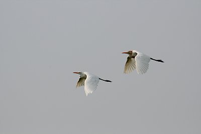 アマサギとコサギ