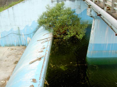 洪水吐に流木が引っかかっていました
