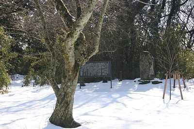 加賀千代女すみれ草の句碑