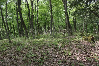 主郭には4つもの土塁があります